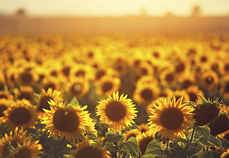 Sunflowers
