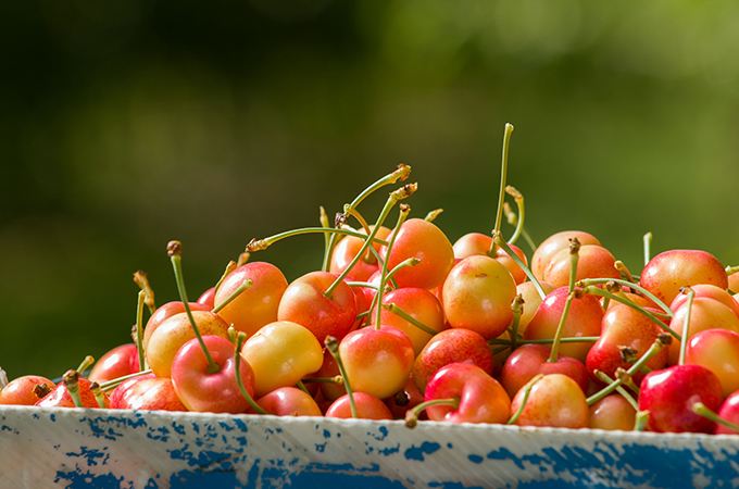 Red Cherries