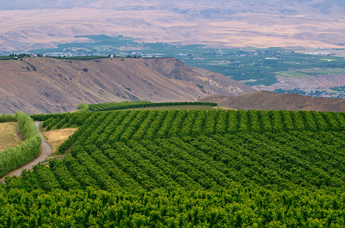 Cherry Farm