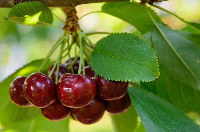 Moon Cherries