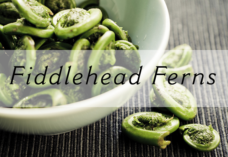 Fiddlehead Ferns