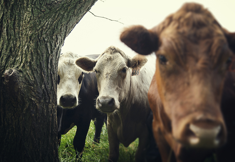 A Look into Heinen’s Local Beef