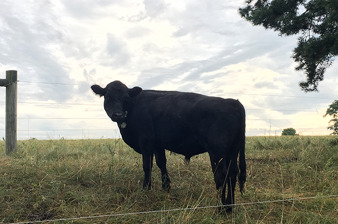 Free Grazing Cattle