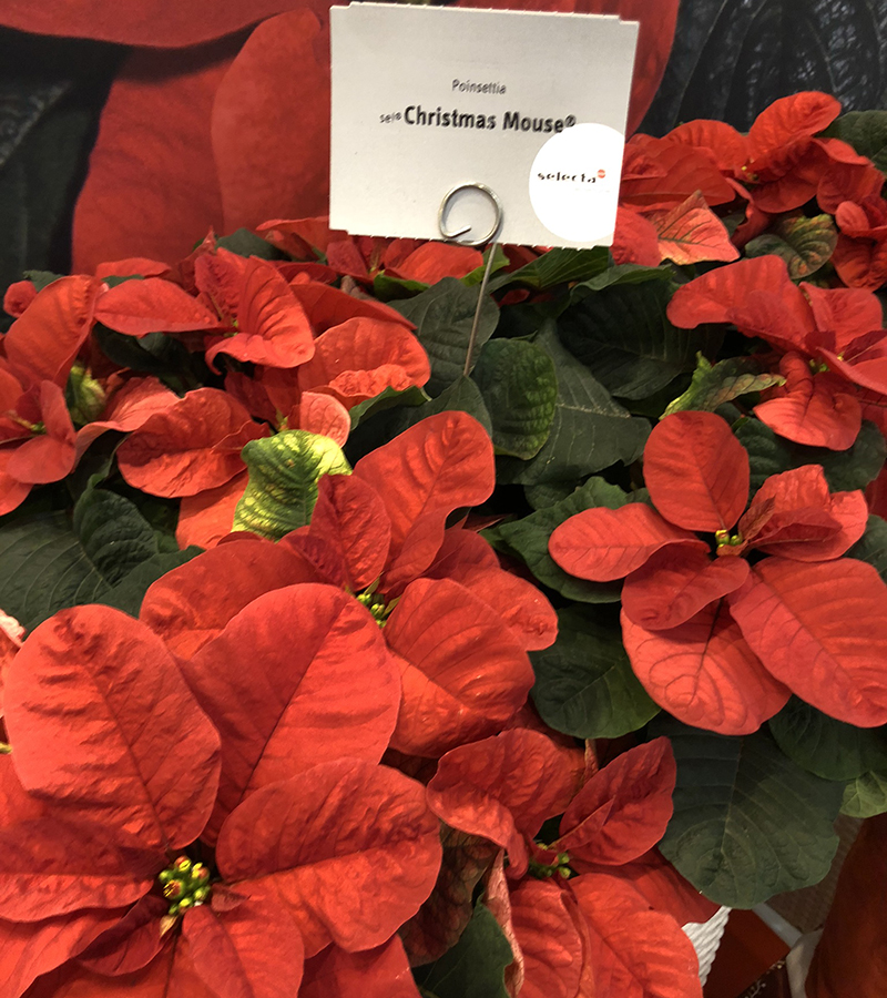 Christmas Mouse Pointsettia