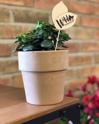 Jade Succulent
