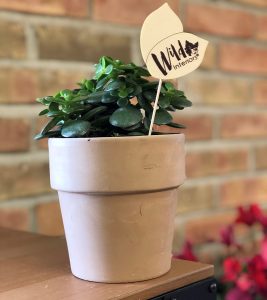 Juade Succulent