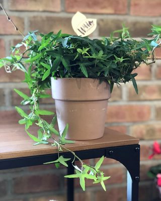 Spider Plant