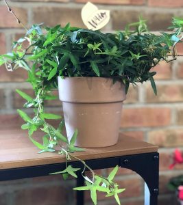 Curly Spider Plant