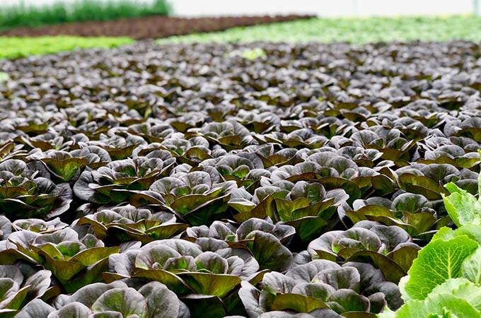 Great Lakes Growers Lettuce