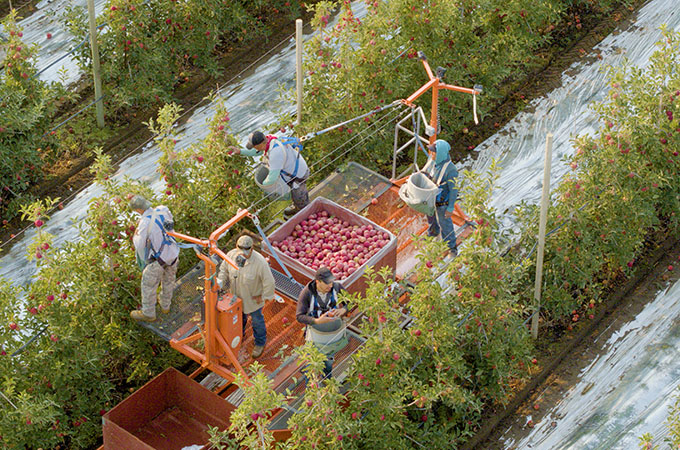 Stemilt Team Picking Apples
