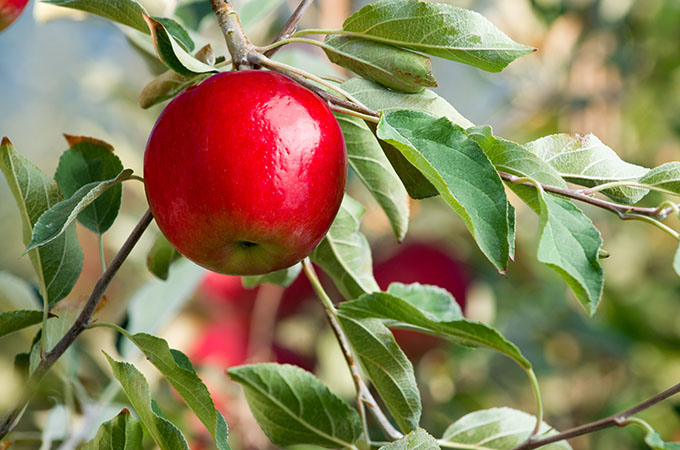 Rave Apple on Tree