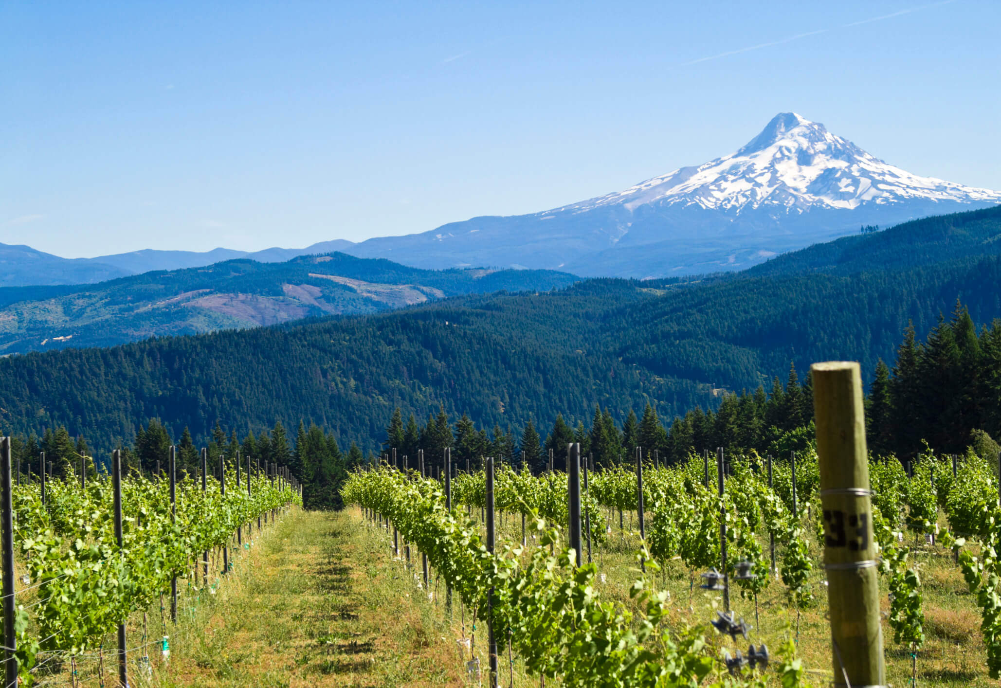 Experience Pacific Northwest Wine Country Through These New Wines