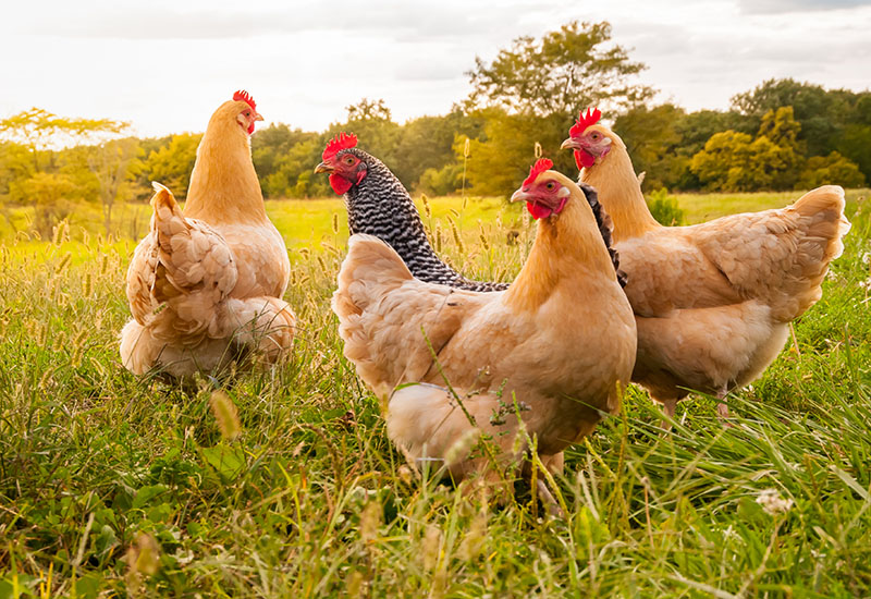 Smart Chicken in Field