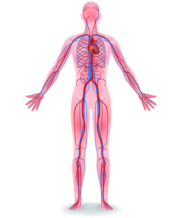 Human Body