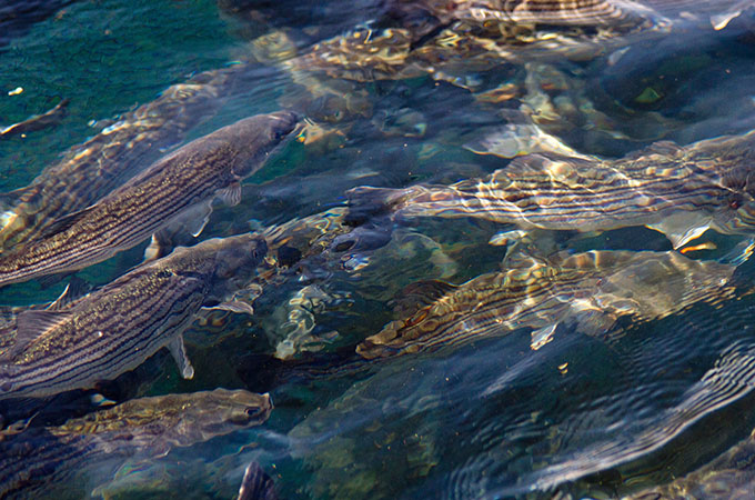 Pacifico Striped Bass