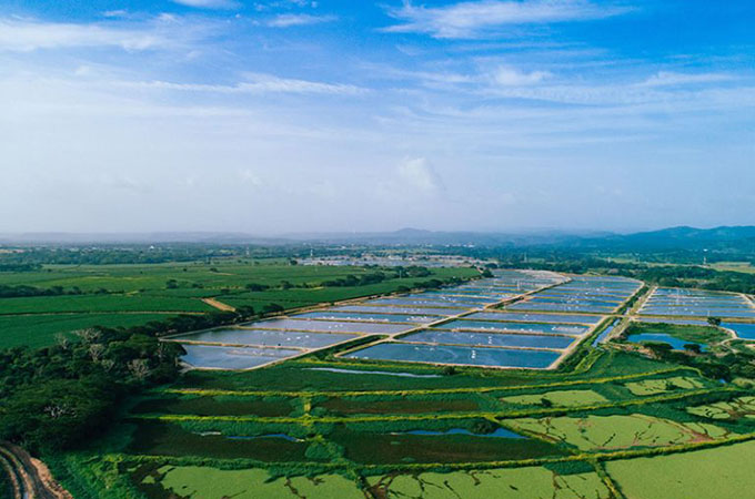 RainForest Tilapia Aquaculture Farm