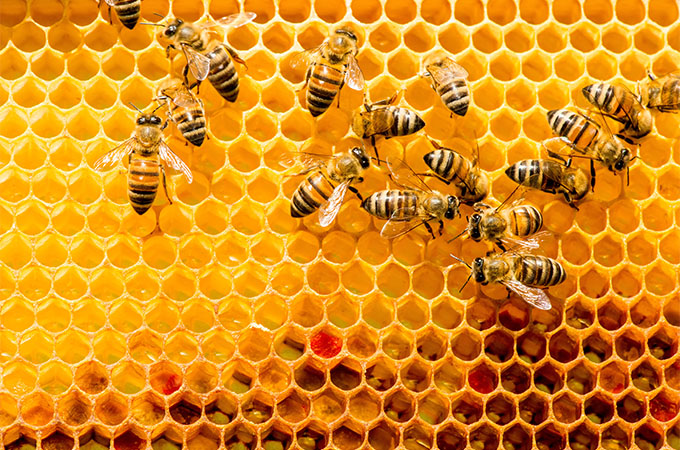 Bees on Hive