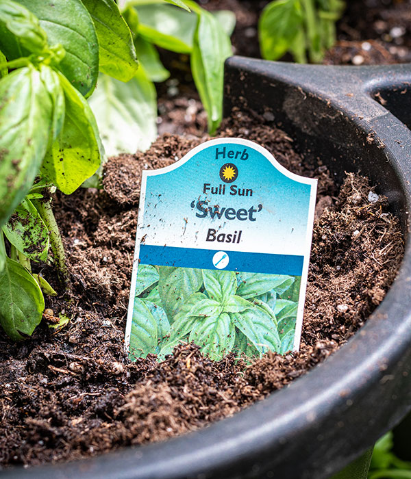 Sweet Basil Plant