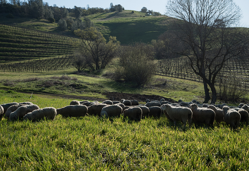 We Know Our Sources: Farmer’s Mark Lamb