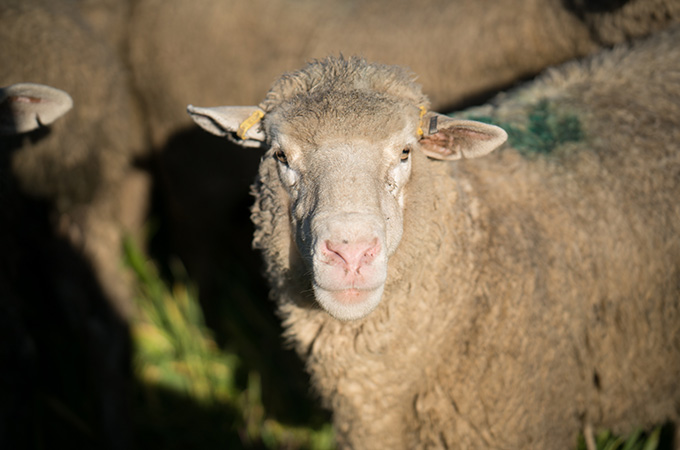 Farmer's Mark Live Lamb in Herd
