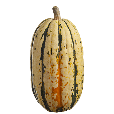 Delicata Squash