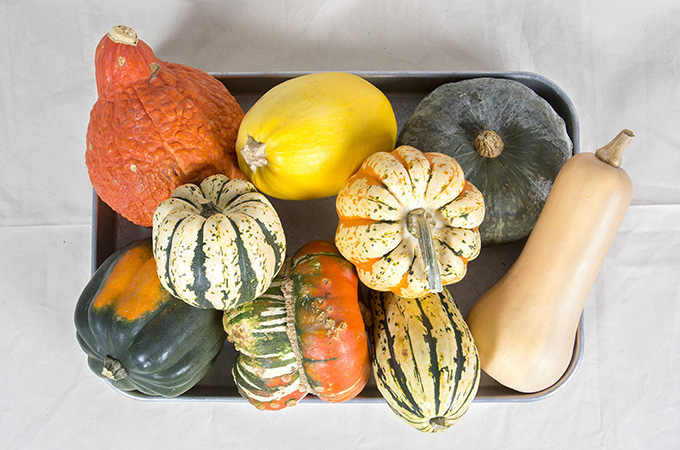 Fall Squash Group Shot