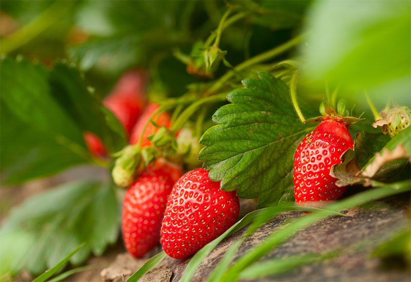 Celebrate the Season with Local Strawberries at Heinen’s
