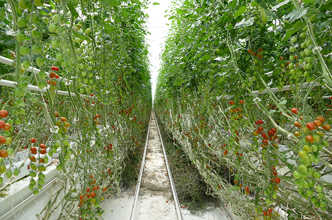 Naturefresh Farms