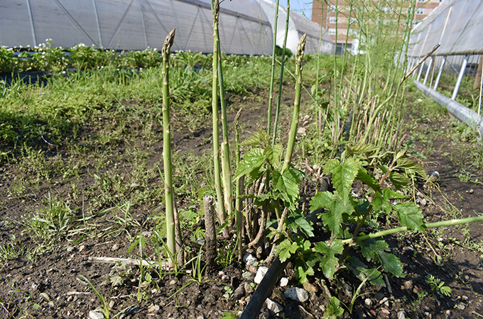 Asparagus Stalks