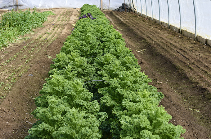 Kale Field