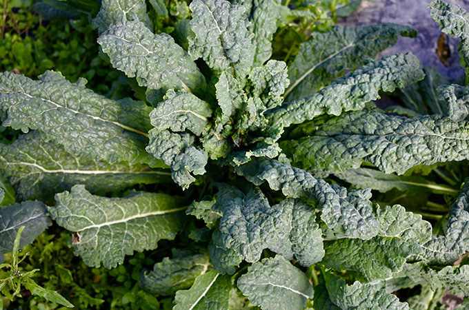 Kale Plant