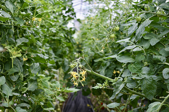 Tomato Hoop House