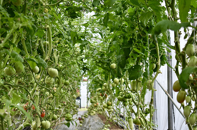 Tomato Hoop House