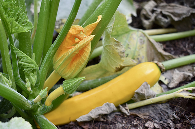 Zucchini