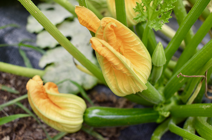 Zucchini Flower