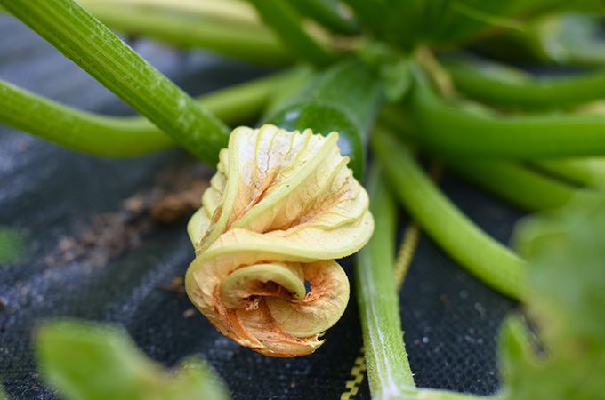 Zucchini Flower