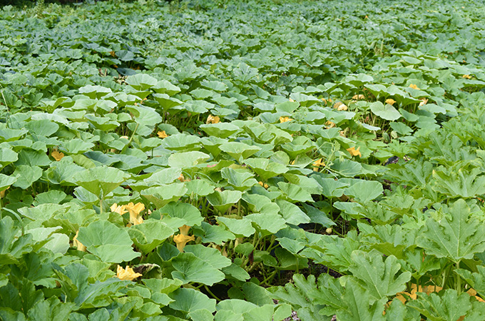 Zucchini Plants