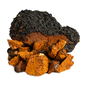 Chaga