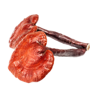 Reishi