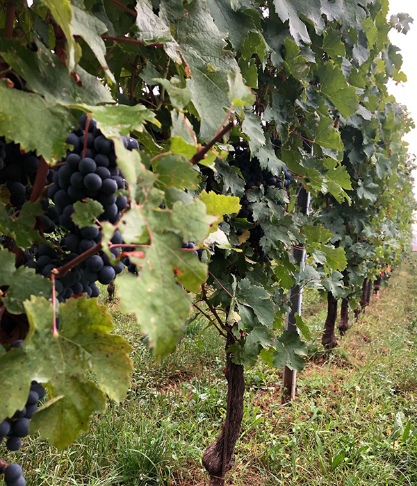 Vin Hunter Red Grapes on Vine