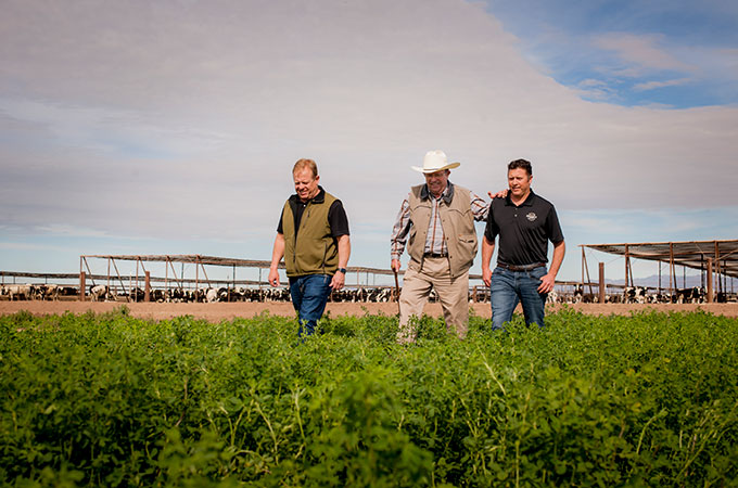 Brandt Beef Cattle Farmers in Field