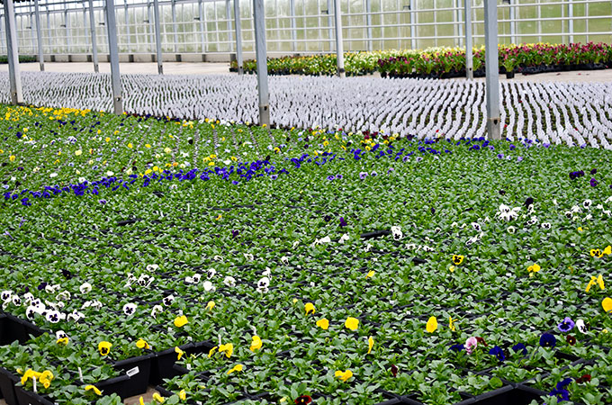 Eagle Creek Growers Greenhouse