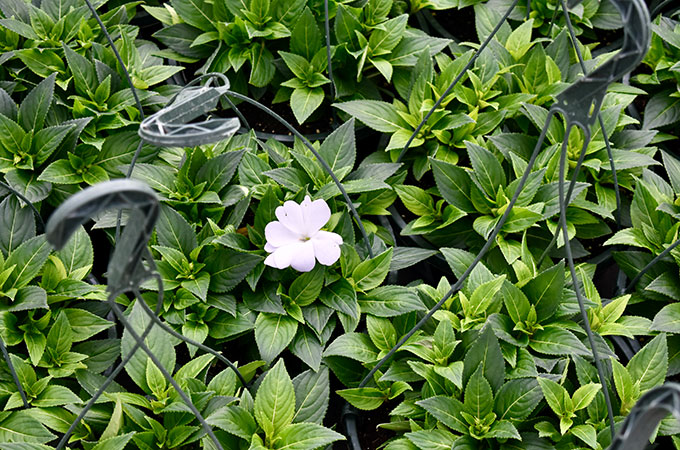 Eagle Creek Growers Floral