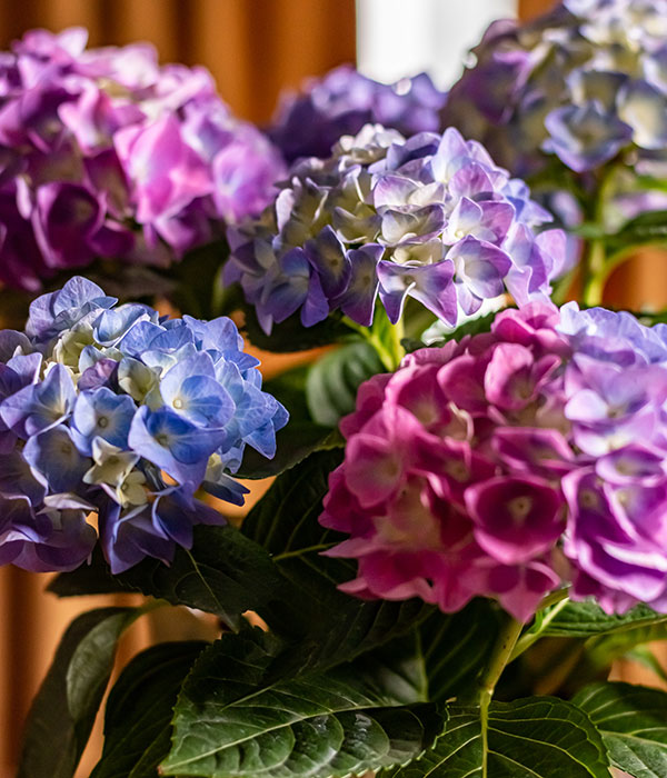 Eagle Creek Growers Hydrangeas 