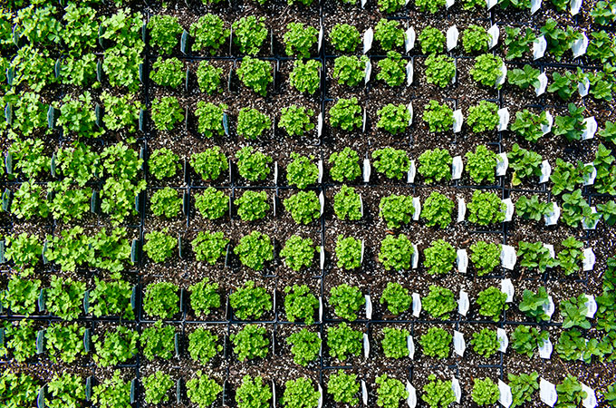 Millcreek Growers Herbs Arial Shot