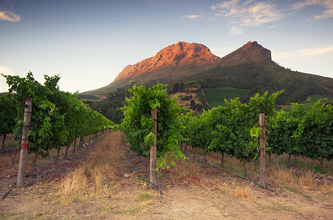 South African Vineyard