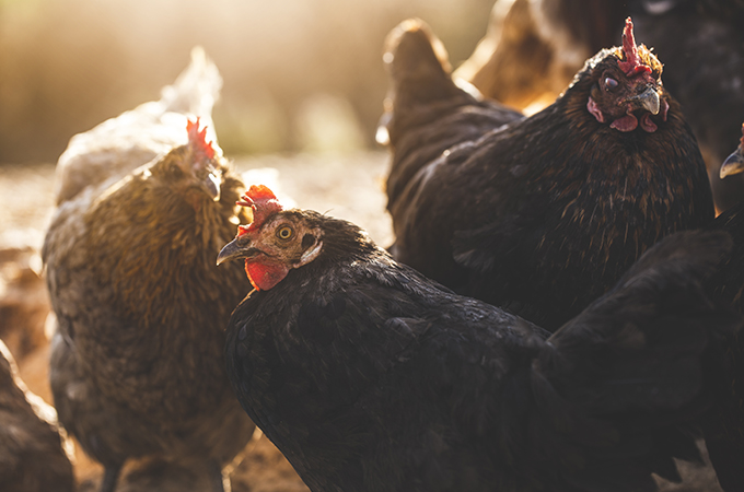 organic natural chickens