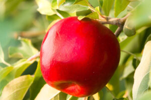 What are Rave Apples | Heinen's Grocery Store