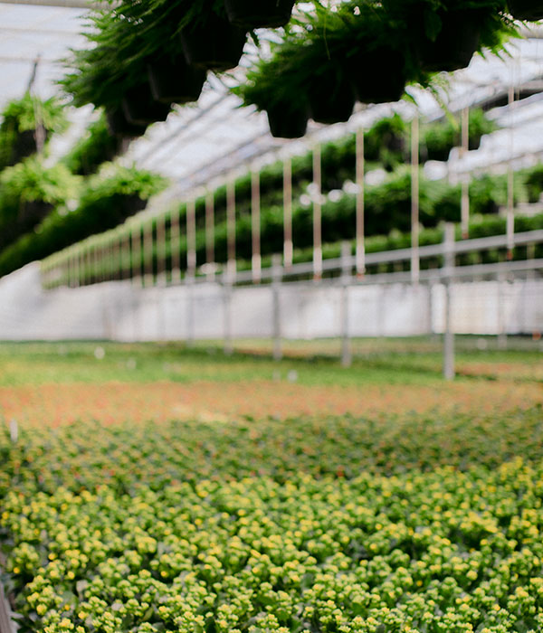 Rows of Flora Pack's Hanging Ferns and Fresh Floral in a Greenhouse