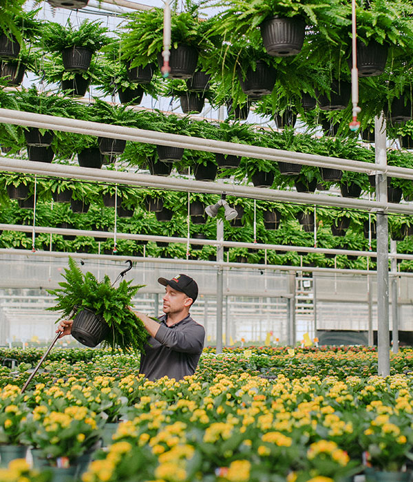 A Flora Pack Associate in a Greenhouse Inspecting a Hanging Fern Basket